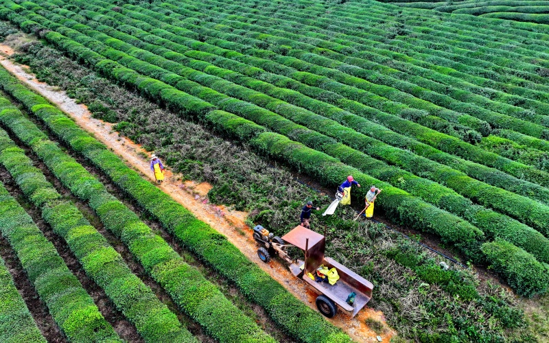 江西上高：生態茶園秋管忙
